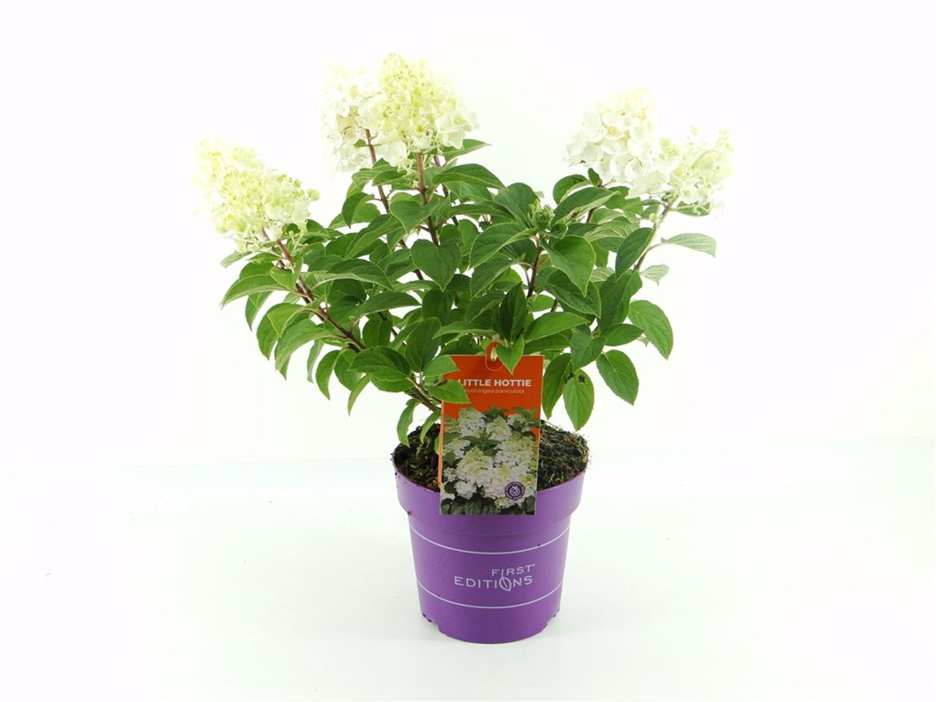 Hydrangea pan.'Little Hottie'(First Editions ®) - C3